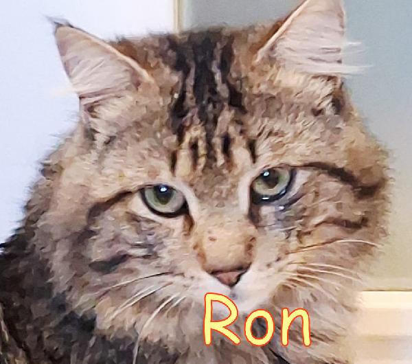 RON SIMIL MAINCOON ADOZIONE URGENTE CESSIONE DI PROPRIETA' - media 9